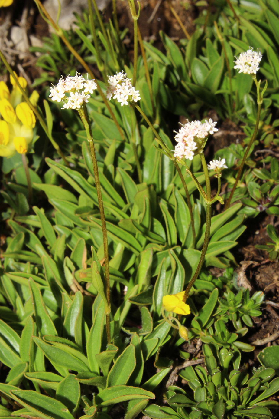 Valeriana saliunca / Valeriana saliunca